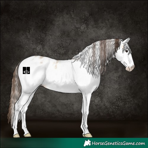 Horse Color:White Spotted Bay Dun Appaloosa 