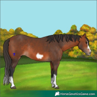 Horse Color:Bay Splash Frame Rabicano 