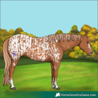 Horse Color:Chestnut  and Chestnut Appaloosa 
