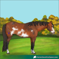 Horse Color:Bay Frame and Bay Frame
