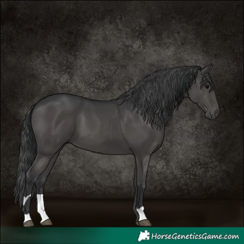 Horse Color:Black  and Black 