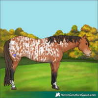 Horse Color:Bay  and Bay Near Leopard 