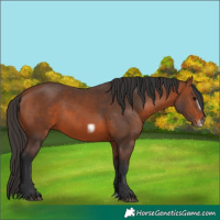 Horse Color:Bay Splash Frame Rabicano
