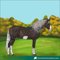 Horse Color:Silver Brown Splash Frame Rabicano