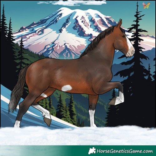 Horse Color:Bay Splash Frame Rabicano