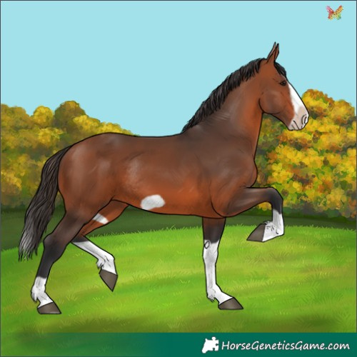 Horse Color:Bay Splash Frame Rabicano 
