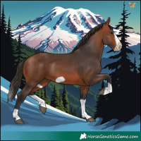 Horse Color:Bay Splash Frame Rabicano 