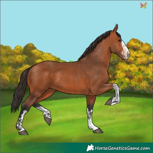 Horse Color:Bay and Bay