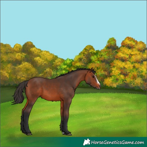 Horse Color:Bay Splash Frame Rabicano