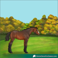 Horse Color:Bay Splash Frame Rabicano 
