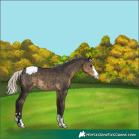 Horse Color:Silver Smoky Black Appaloosa 