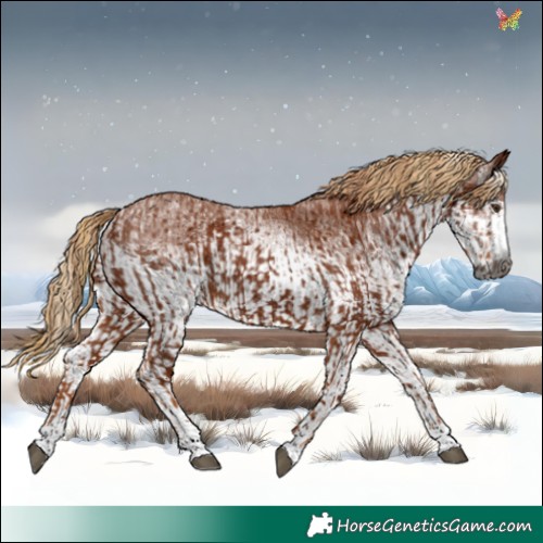Horse Color:Gray Chestnut  and Gray White Spotted Chestnut 