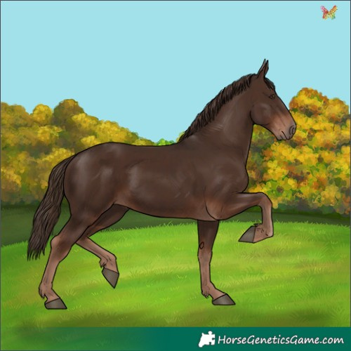 Horse Color:Liver Chestnut  and Liver Chestnut Frame 