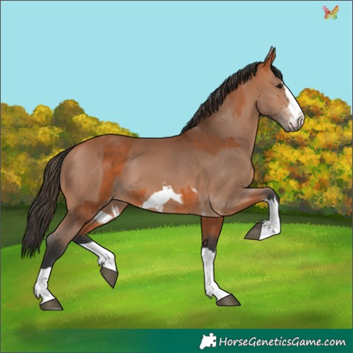 Horse Color:Bay  and Bay 
