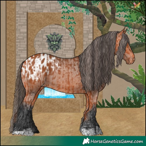 Horse Color:Bay  and Bay Appaloosa 
