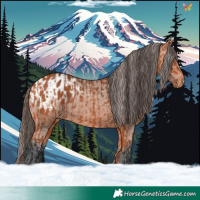 Horse Color:Bay  and Bay Appaloosa 