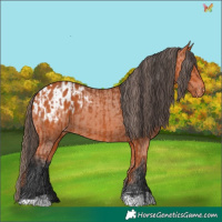 Horse Color:Bay  and Bay Appaloosa 