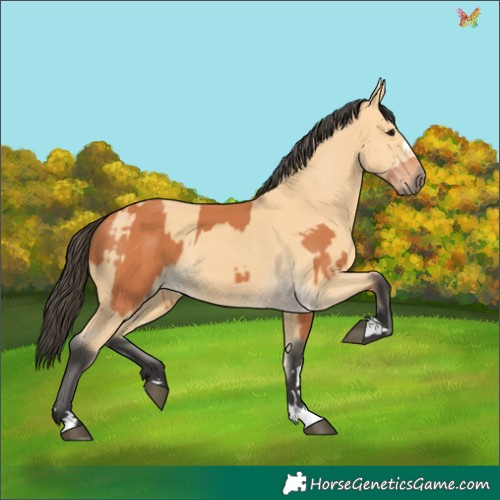 Horse Color:Bay and Buckskin