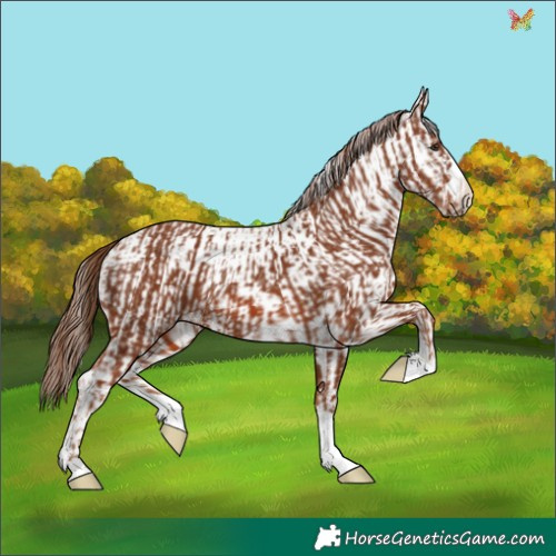 Horse Color:Chestnut  and White Spotted Chestnut 