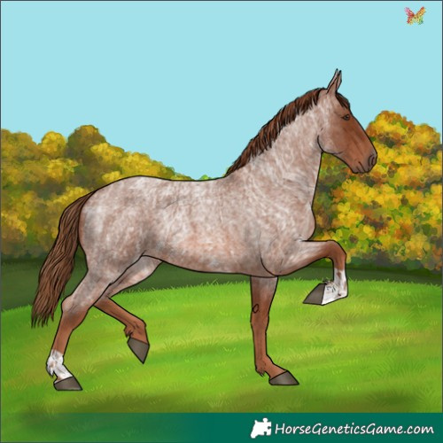 Horse Color:Red Roan  and Red Roan 