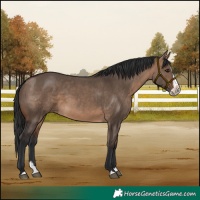 Horse Color:Brown Dun Splash Frame Rabicano 