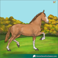 Horse Color:Chestnut  and Chestnut 
