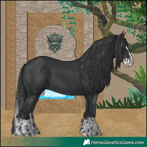 Horse Color:Black  and Black Splash 