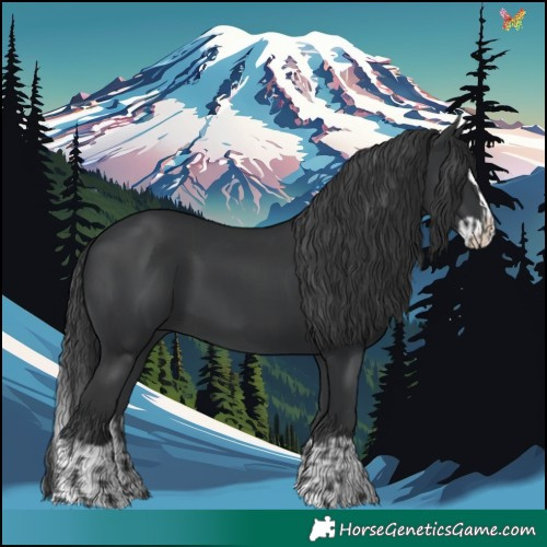 Horse Color:Black and Black Splash