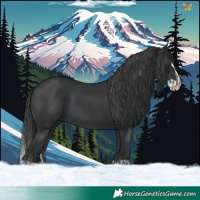 Horse Color:Black and Black Splash
