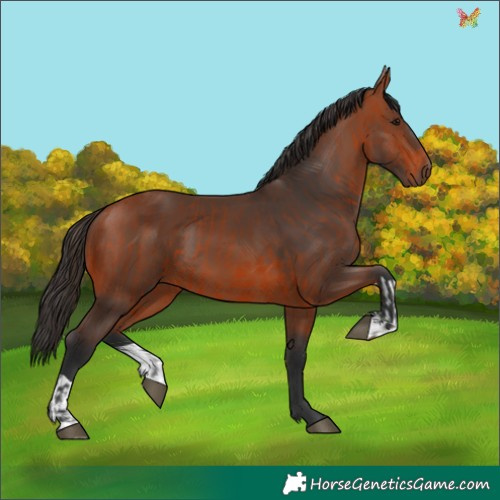 Horse Color:Bay and Bay