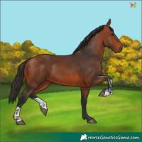 Horse Color:Bay  and Bay 