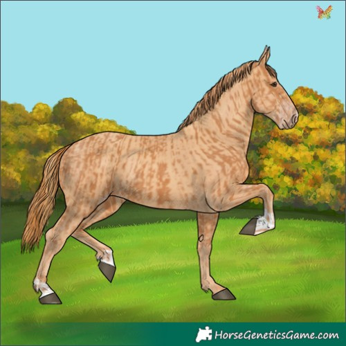 Horse Color:Chestnut and Gold Champagne