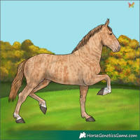 Horse Color:Chestnut  and Gold Champagne 