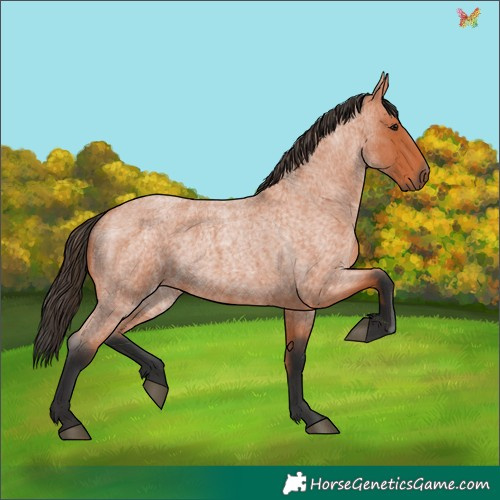 Horse Color:Bay Roan  and Bay Roan 