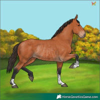 Horse Color:Bay  and Bay Rabicano 