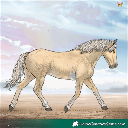 Horse Color:Palomino Dun  and Palomino Dun Tobiano 