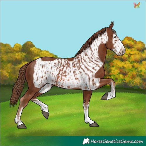 Horse Color:Chestnut and Chestnut Frame