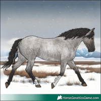 Horse Color:Smoky Grullo Roan  and Smoky Grullo Roan 
