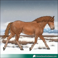 Horse Color:Chestnut  and Chestnut 