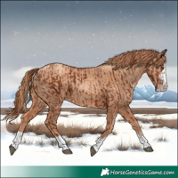Horse Color:Chestnut  and Gold Champagne 