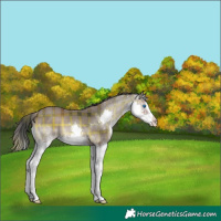 Horse Color:Plaid  White Spotted Blue Onyx Splash 