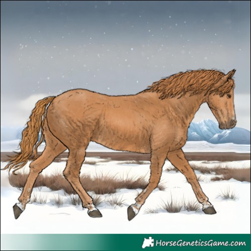 Horse Color:Chestnut and Chestnut