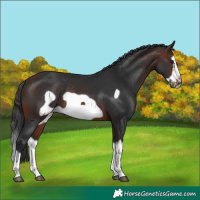 Horse Color:Brown Splash Frame Rabicano