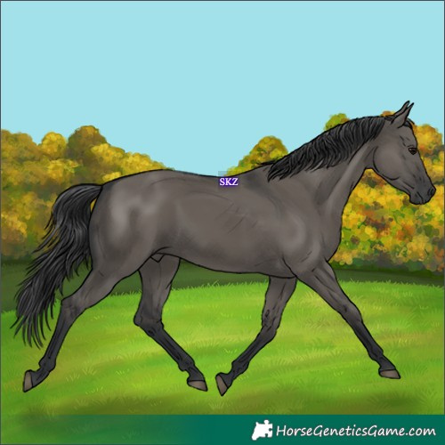 Horse Color:Grullo 