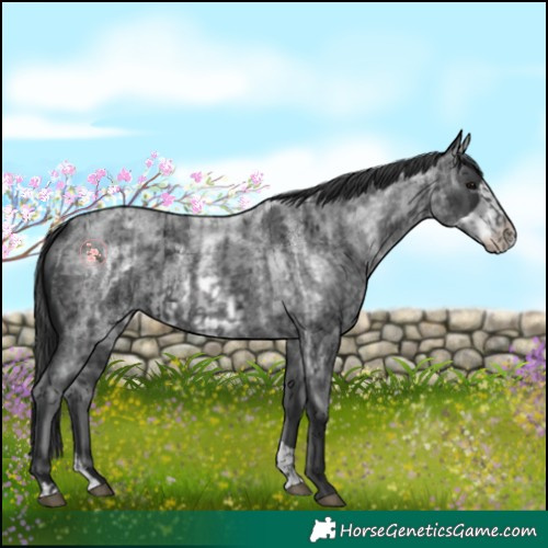 Horse Color:Blue Roan  and Blue Roan Frame 