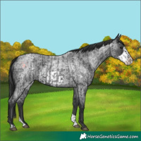Horse Color:Blue Roan and Blue Roan Frame