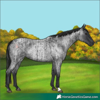 Horse Color:Blue Roan  and Blue Roan 