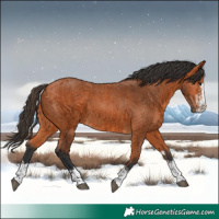 Horse Color:Bay  and Bay 