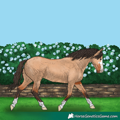 Horse Color:Bay Dun
