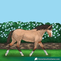 Horse Color:Bay Dun